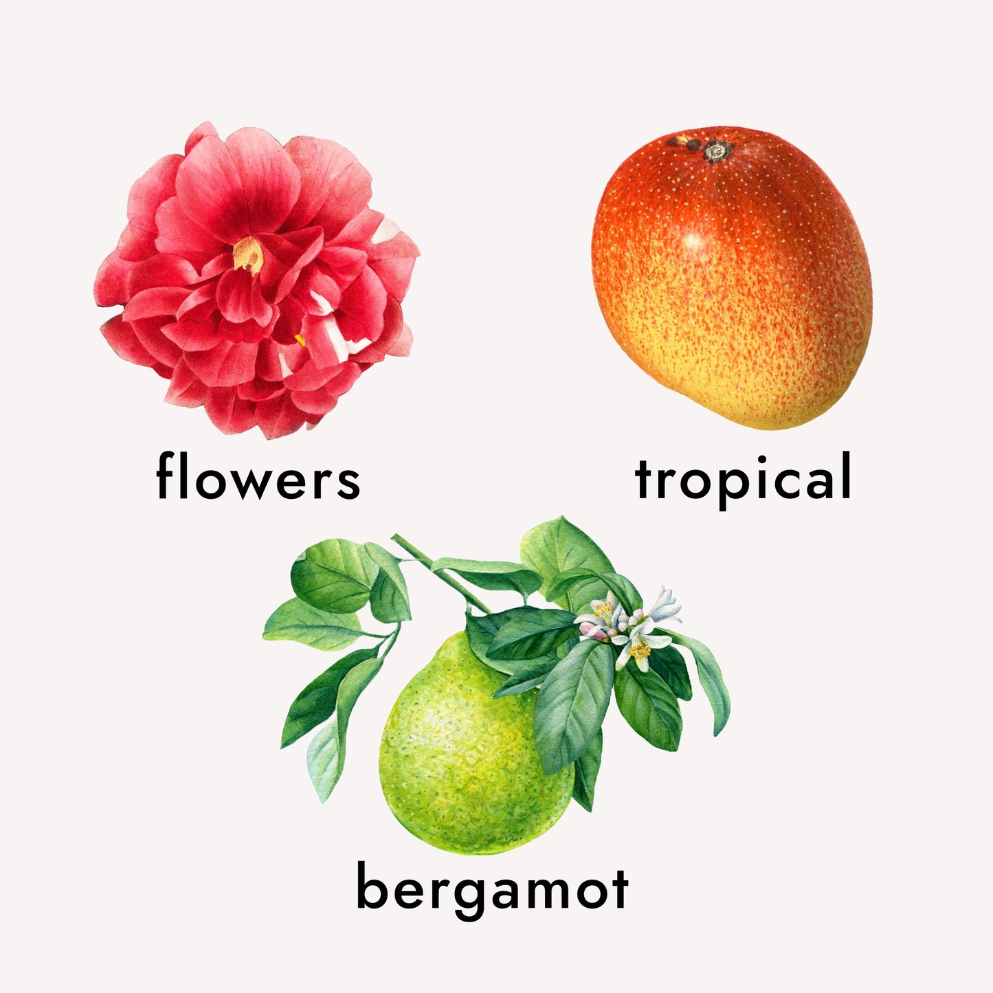 Eau de Parfum