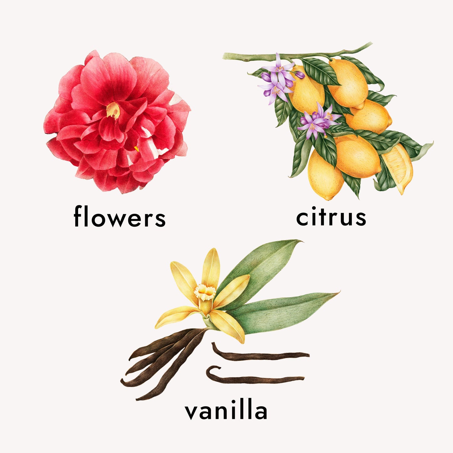 women perfume
