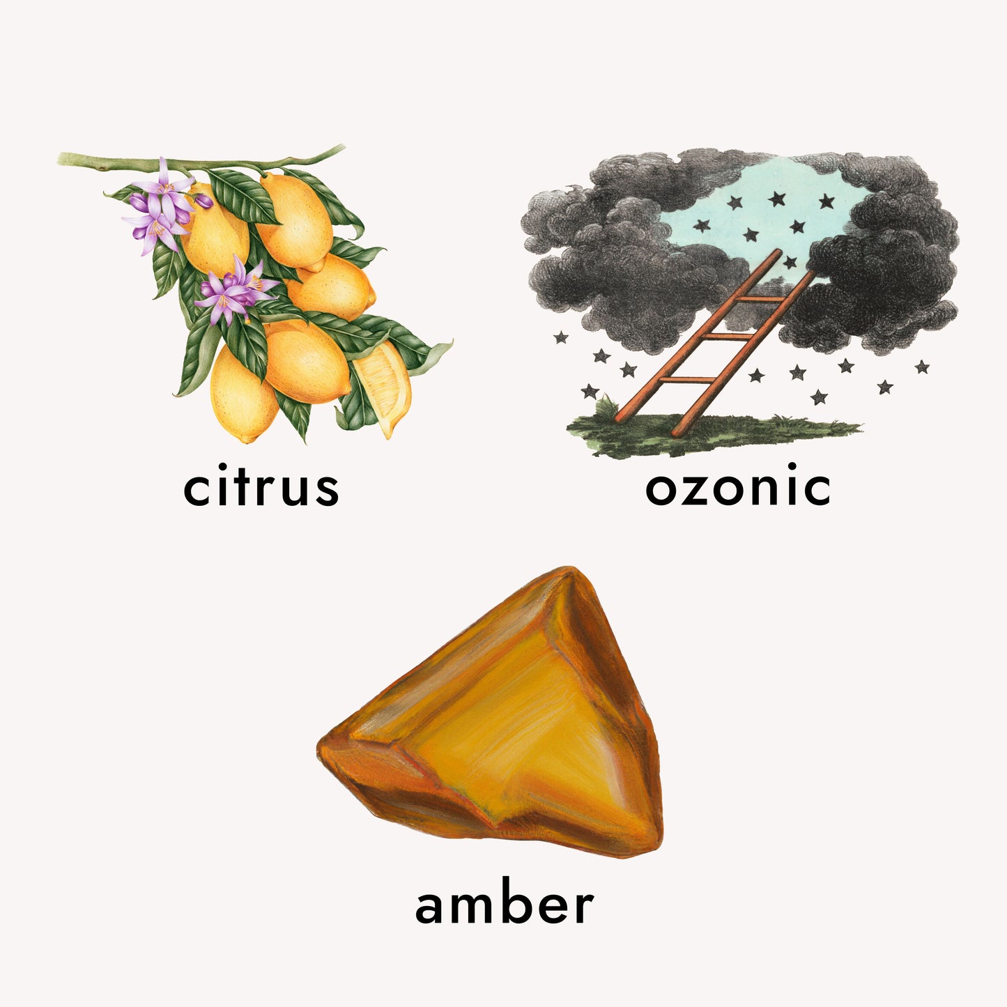 fragrance